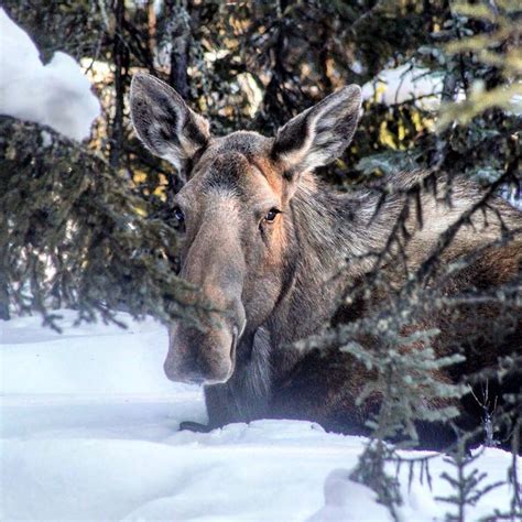 Alaskan Moose Alaskan Moose Animals Beautiful Animals Wild