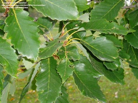 Plantfiles Pictures Chestnut Oak Quercus Prinus By Riversandbar