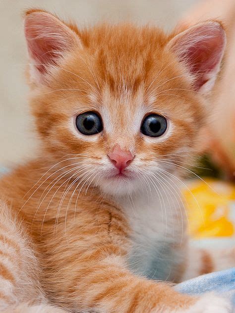 15 I Want An Orange Kitten Ideas Kittens Cutest Kitten Cute Cats