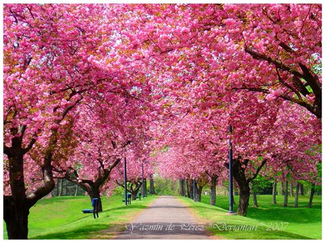 Summer also has a huge variety of colorful flowers. beautifully imperfect: Spring Break
