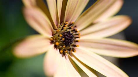We have 72+ background pictures for you! Nice Daisy HD 1080p Wallpapers | HD Wallpapers | ID #5770