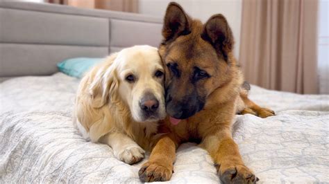 How The Golden Retriever And The German Shepherd Became Best Friends