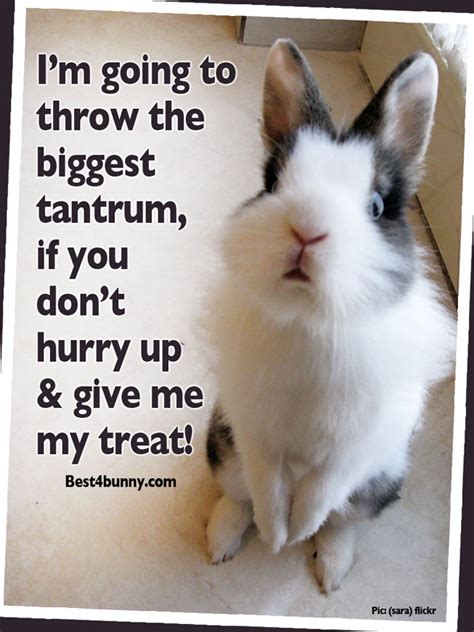 10 Incredible Facts About Rabbits That Will Amaze Everyone Best4bunny