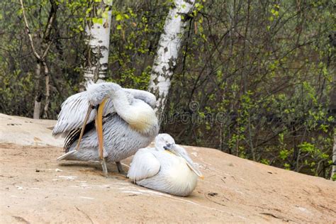 Two Pelican White Birds With Long Beaks Sit Near The Water And Stock