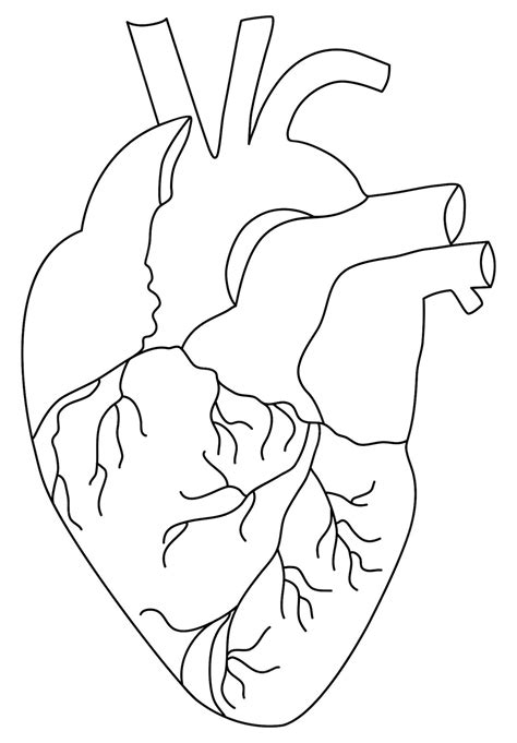 Dibujo De Corazón Humano Dibujo De Corazón Anatómico Vector Premium