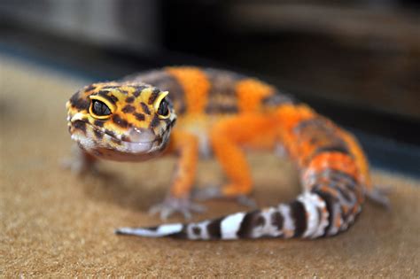 Pin On Leopard Geckos