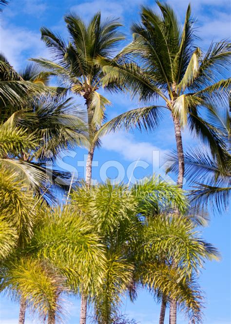 Palm Trees Stock Photo Royalty Free Freeimages