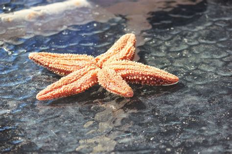 Marine Biology Sea Stars Starfish Marine Biology Apologia Marine
