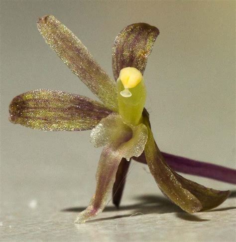 Cranefly Orchid Flowers A Naturalists Journal