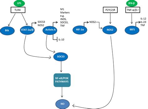 Macrophage Polarization Mini Review Bio Rad