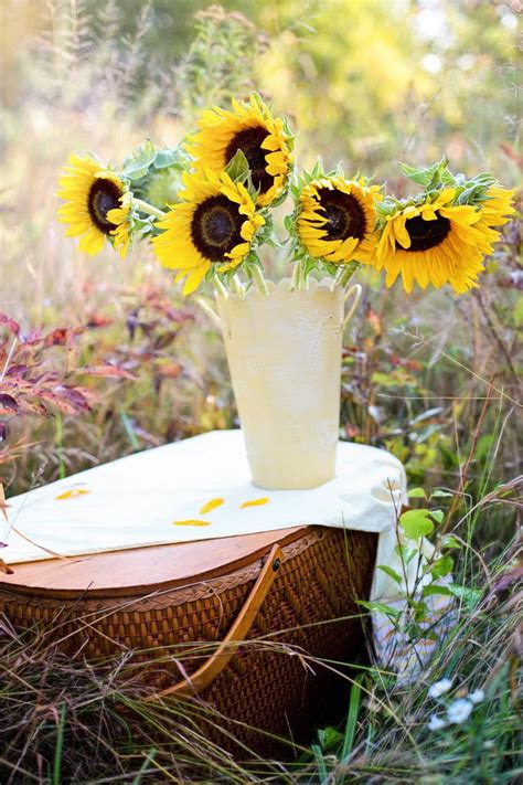 Free Stock Photo Of Picnic Basket And Sunflowers Download Free Images