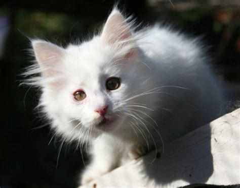 White Norwegian Forest Cat Kitten Aww