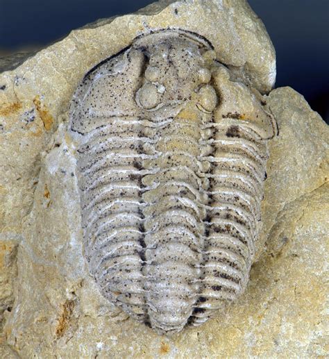 Sthenarocalymene Celebra Fossil Trilobite Cedarville Do