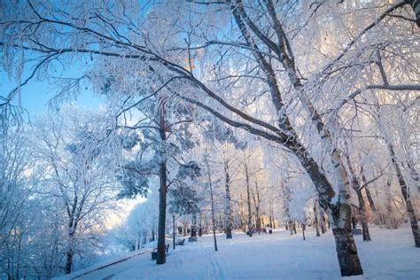 Winter Park On A Clear Frosty Day Magical Winter Stock Image Image