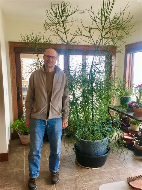 They are the least concerned to be threatened. My dad next to their ENORMOUS indoor pencil cactus. I've ...