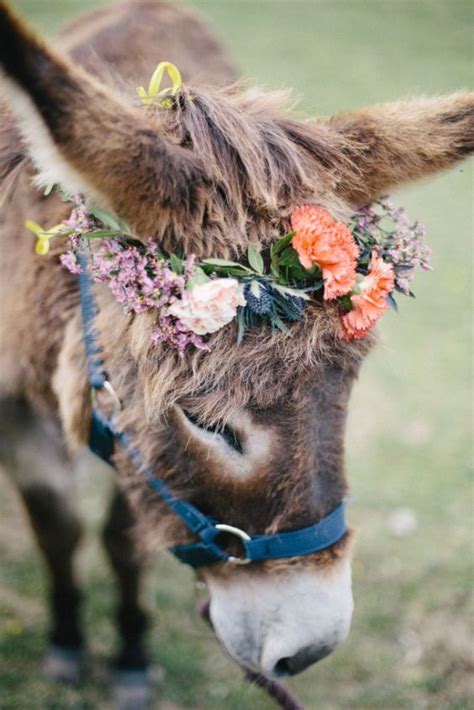 Donkeys With Flower Crowns Cute Animals Cute Donkey Animals