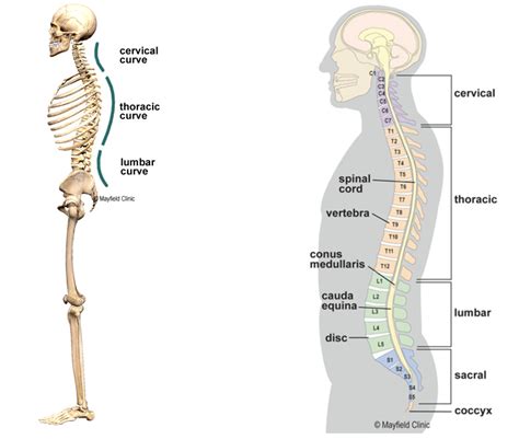 The Beauty And Function Of The Natural Curves Of The Spine — Pilates