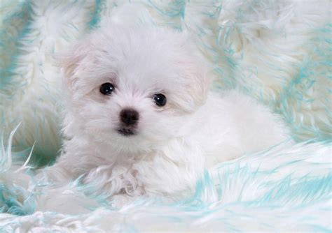 Funny Animals Funny Pictures Very Cute White Puppies