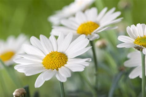 April Birth Flower Daisy Jadore Les Fleurs Blog