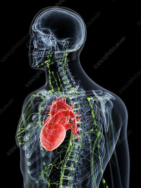 Lymphatic System Illustration Stock Image F0267592 Science