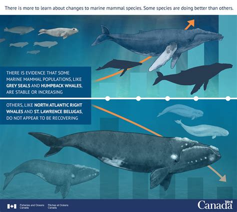 Infographic Marine Mammals Are Up And Down