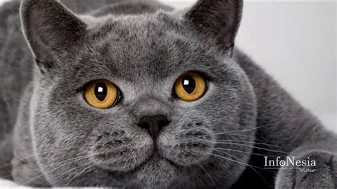 9 Jenis Kucing Paling Mahal Di Dunia YouTube