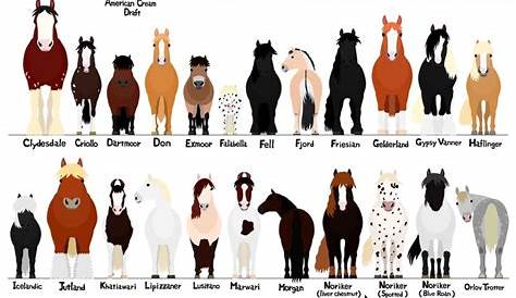 Various breeds of horses chart svg jpg png 1620'' - Etsy 日本 | Horse