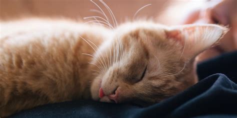 Why Do Cats Blep A Veterinarian Explains