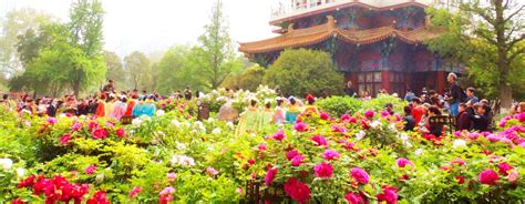 3 Days Luoyang Peony Culture Festival Tour Private Luoyang Tour