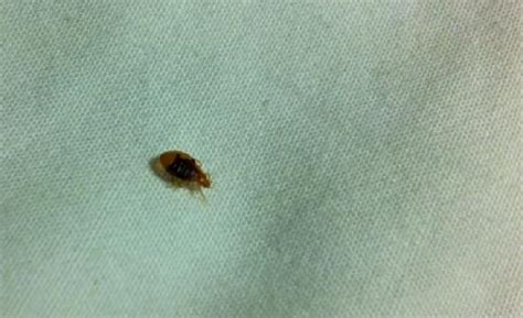 Close Up Of A Bed Bug Picture Of Residence Inn Denver Highlands Ranch