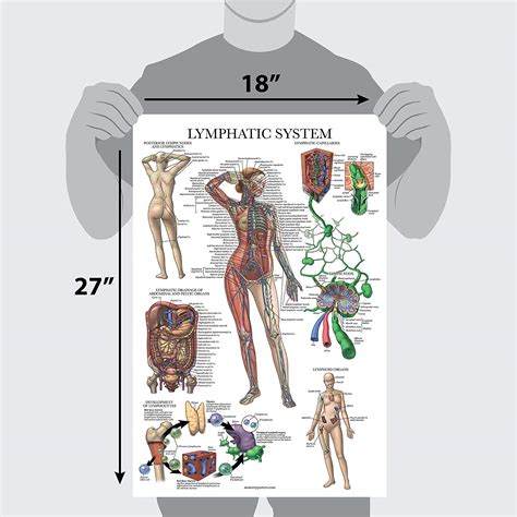 Lymphatic System Anatomical Poster Laminated Palace Learning