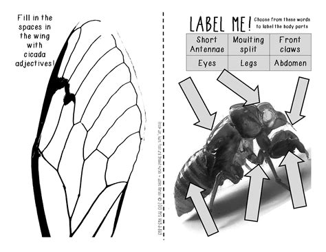 Cicadas are large charismatic insects in the order hemiptera. Cicada Celebration! {An activity booklet about the cicada ...