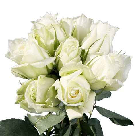 Xx Long White And Green Roses Globalrose