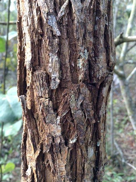 Tree Bark Thickness Indicates Fire Resistance In A Hotter Future