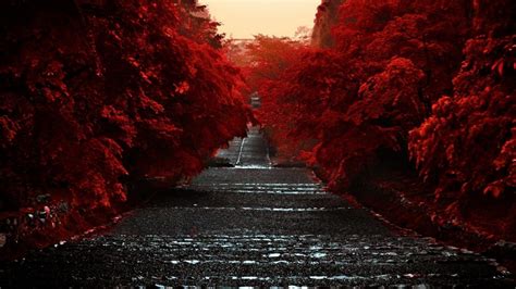 Road Between Red Autumn Trees Hd Dark Aesthetic Wallpapers