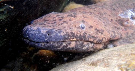 Scientists unearth world's largest amphibian as they identify three new