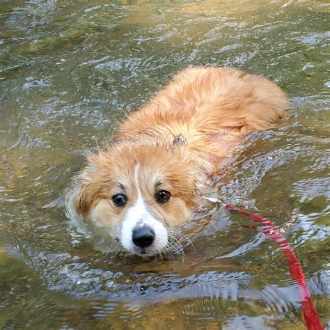 The mystery is finally solved. Dewi does know how to swim! : r/corgi