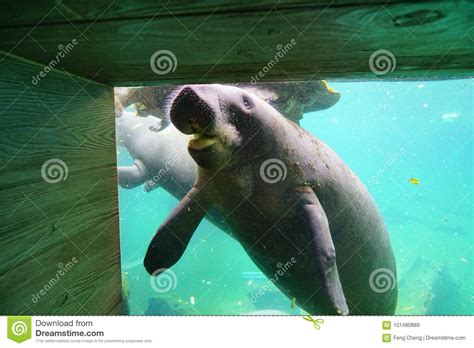 Manatee Is Swimming Stock Image Image Of Glass Large 101480889