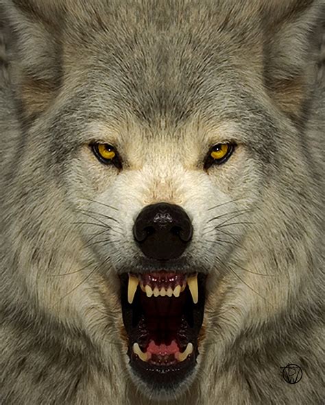 Mad Wolf By Nikontom On Deviantart Wolf Dog Wolf Spirit Wolf Love