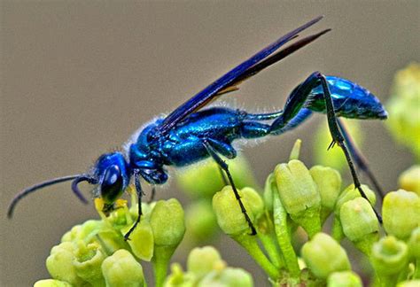 Amazing Blue Bugs Insects Frogs Fish And Butterflies Hubpages