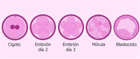 C Mo Se Clasifican Los Embriones Seg N Su D A De Desarrollo