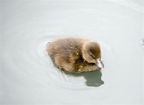 Cute Duckling Free Stock Photo Public Domain Pictures