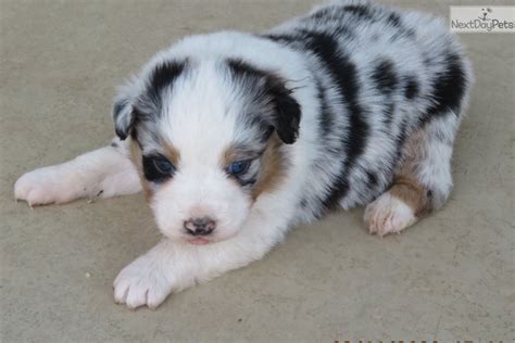 They want to work like a big aussie. Priscilla Bmf: Australian Shepherd puppy for sale near Tulsa, Oklahoma. | 626c093c-bf01
