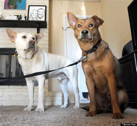 dog travels  miles   cold  find  mate photo huffpost