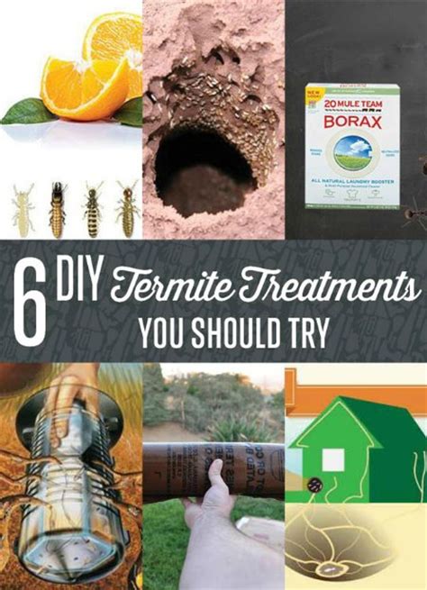 6 Diy Termite Treatments For The Home