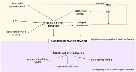Frontiers Pathophysiology Of Bloodbrain Barrier Permeability