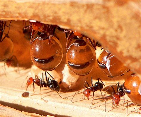 North American Honeypot Ants Myrmecocystus Spp Feed On A Variety Of