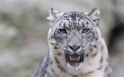 Leopard Snow Cat Predator Fangs 4k Ultra