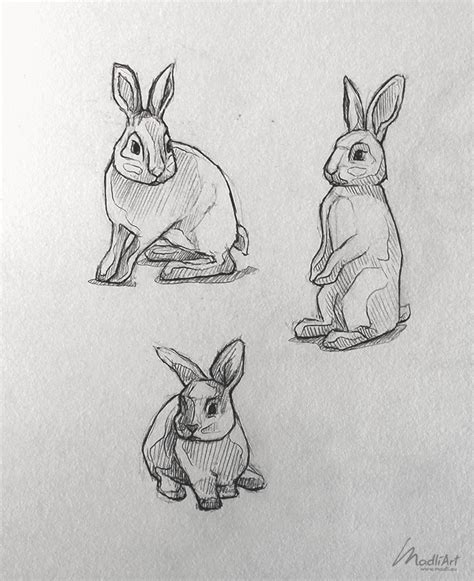 Bunnies By Madliart Эскизы животных Рисунки животных Эскизы персонажей