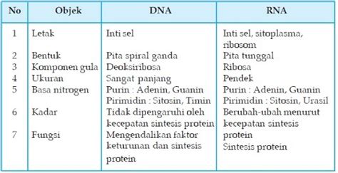Perbedaan DNA Dan RNA Dalam Tabel Perbedaanantara Com